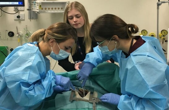 CALS Provider Full Course - LC